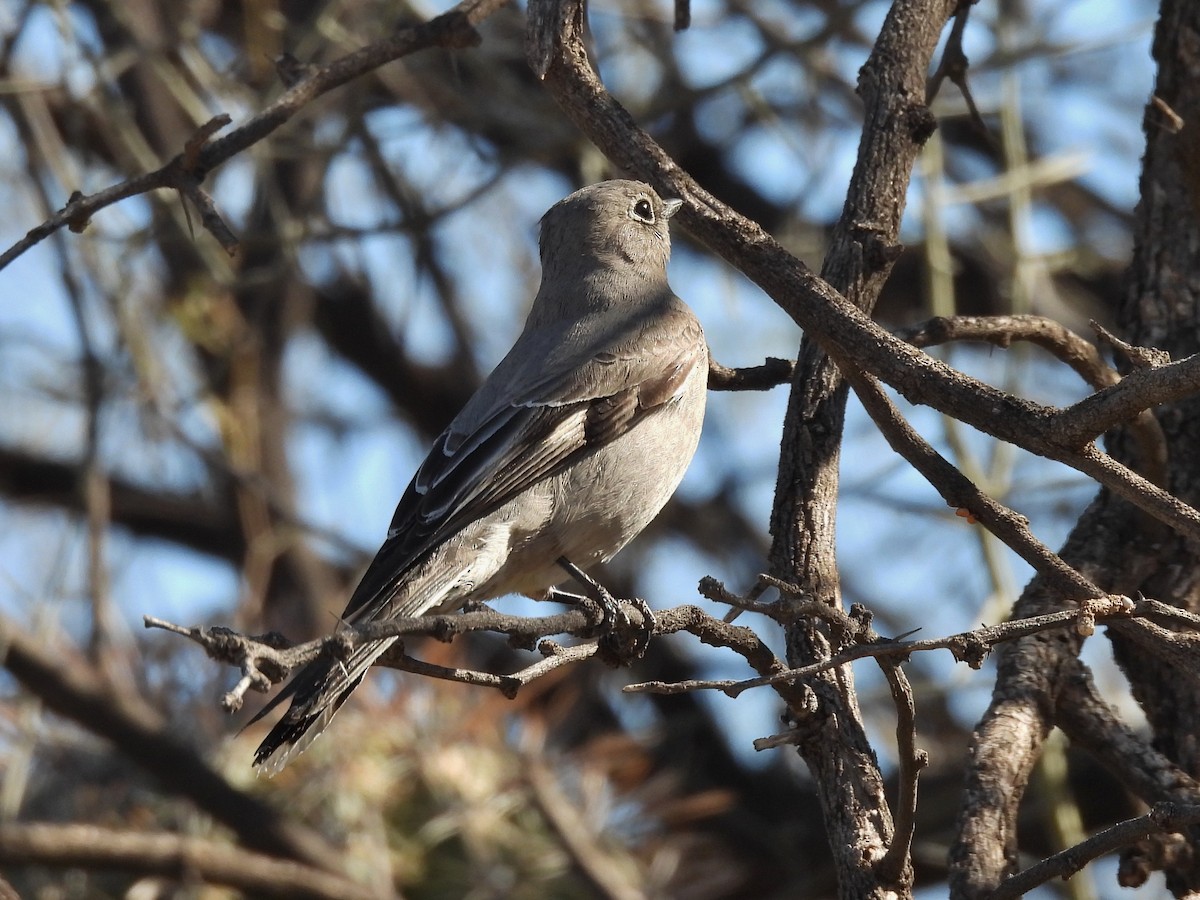 Townsend's Solitaire - Marc Shlossman