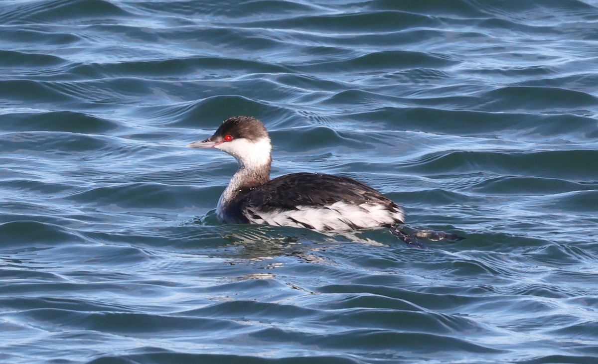 Horned Grebe - ML533674341