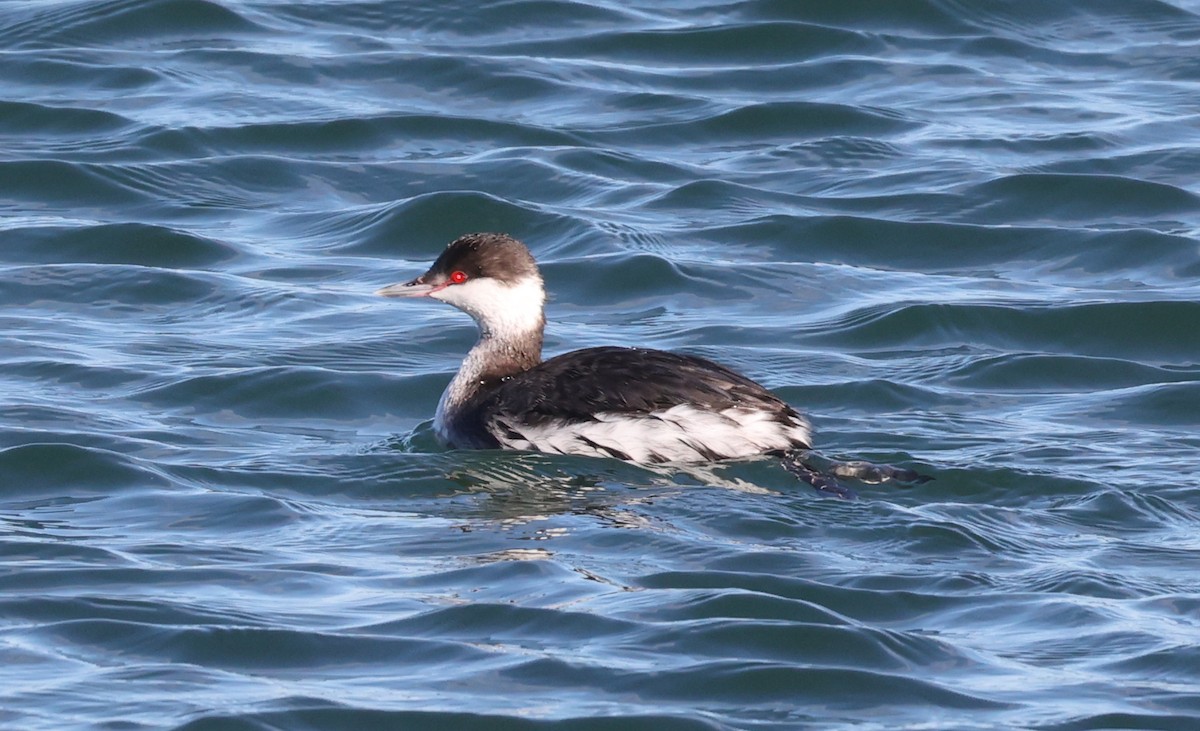 Horned Grebe - John Pani