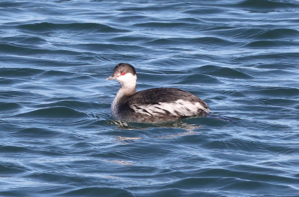 Horned Grebe - John Pani