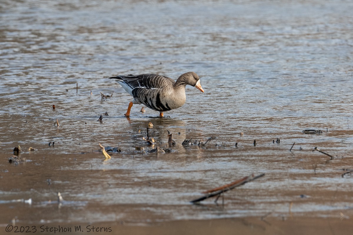 Greater White-fronted Goose - ML533674401
