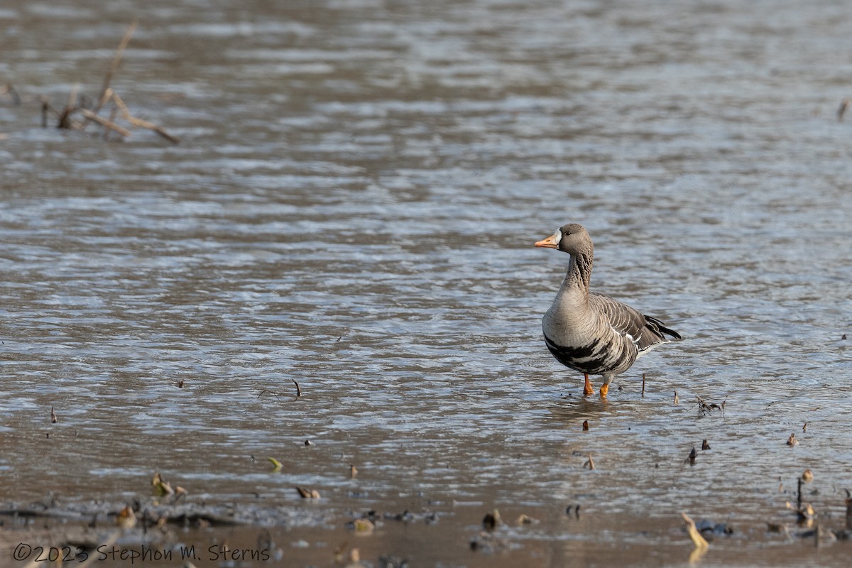 Greater White-fronted Goose - ML533674411