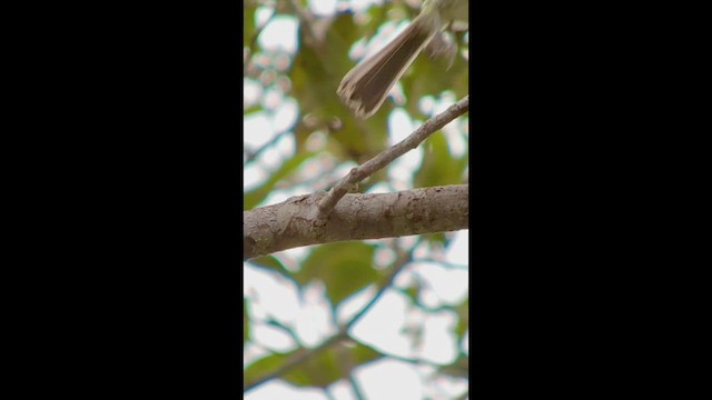 Rufous-browed Tyrannulet - ML533674421