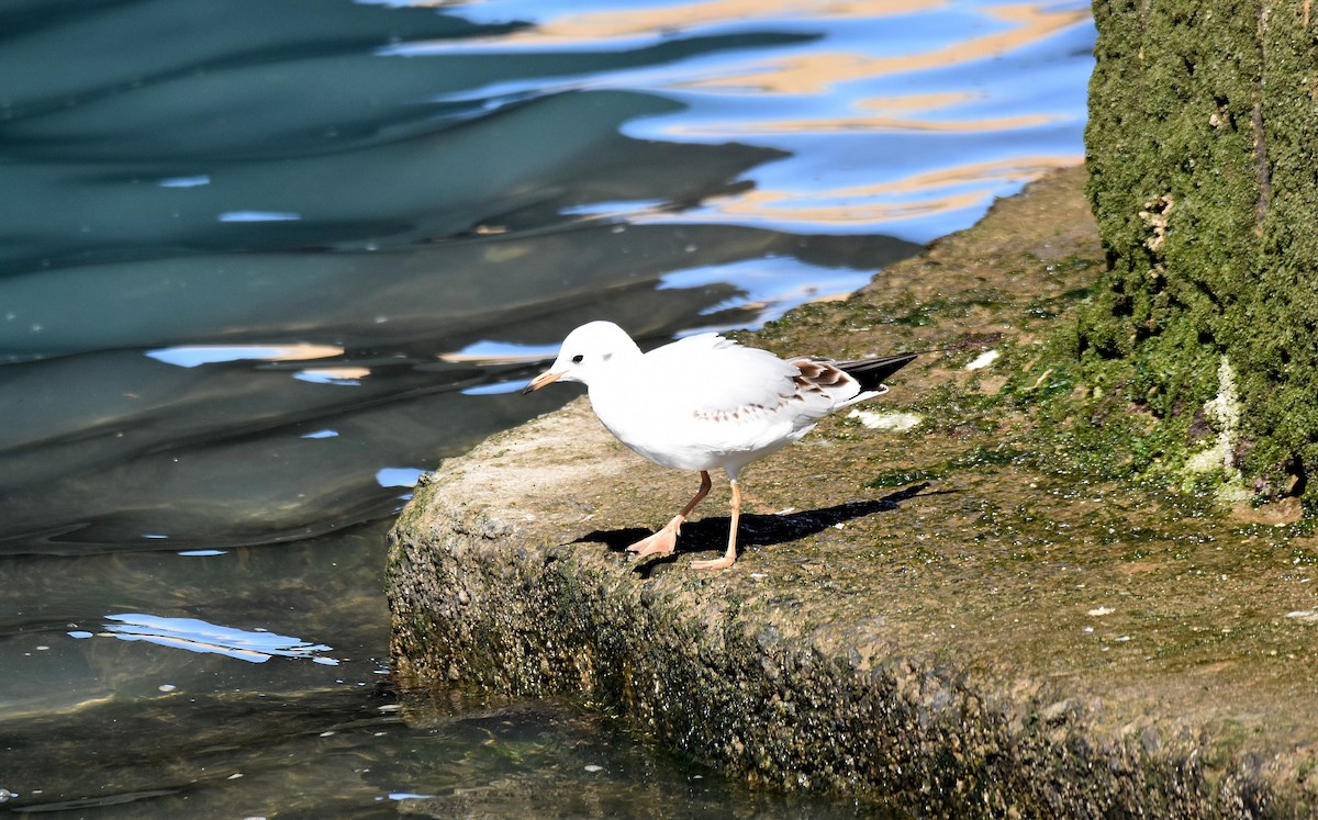 Mouette rieuse - ML533675541