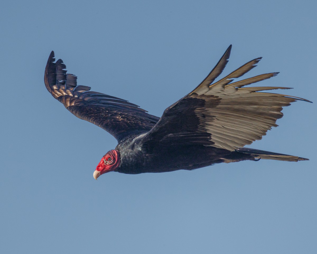 Turkey Vulture - ML533675601