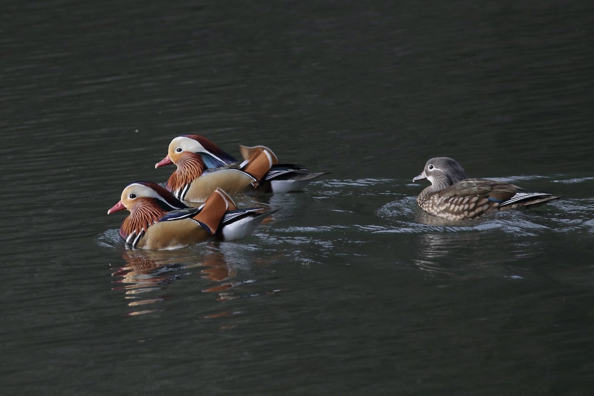 Mandarin Duck - ML533676091