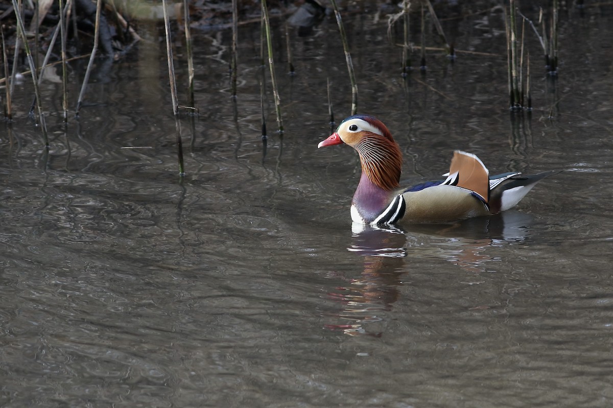 Mandarin Duck - ML533676371
