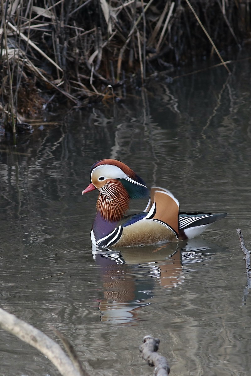 Mandarin Duck - ML533676481