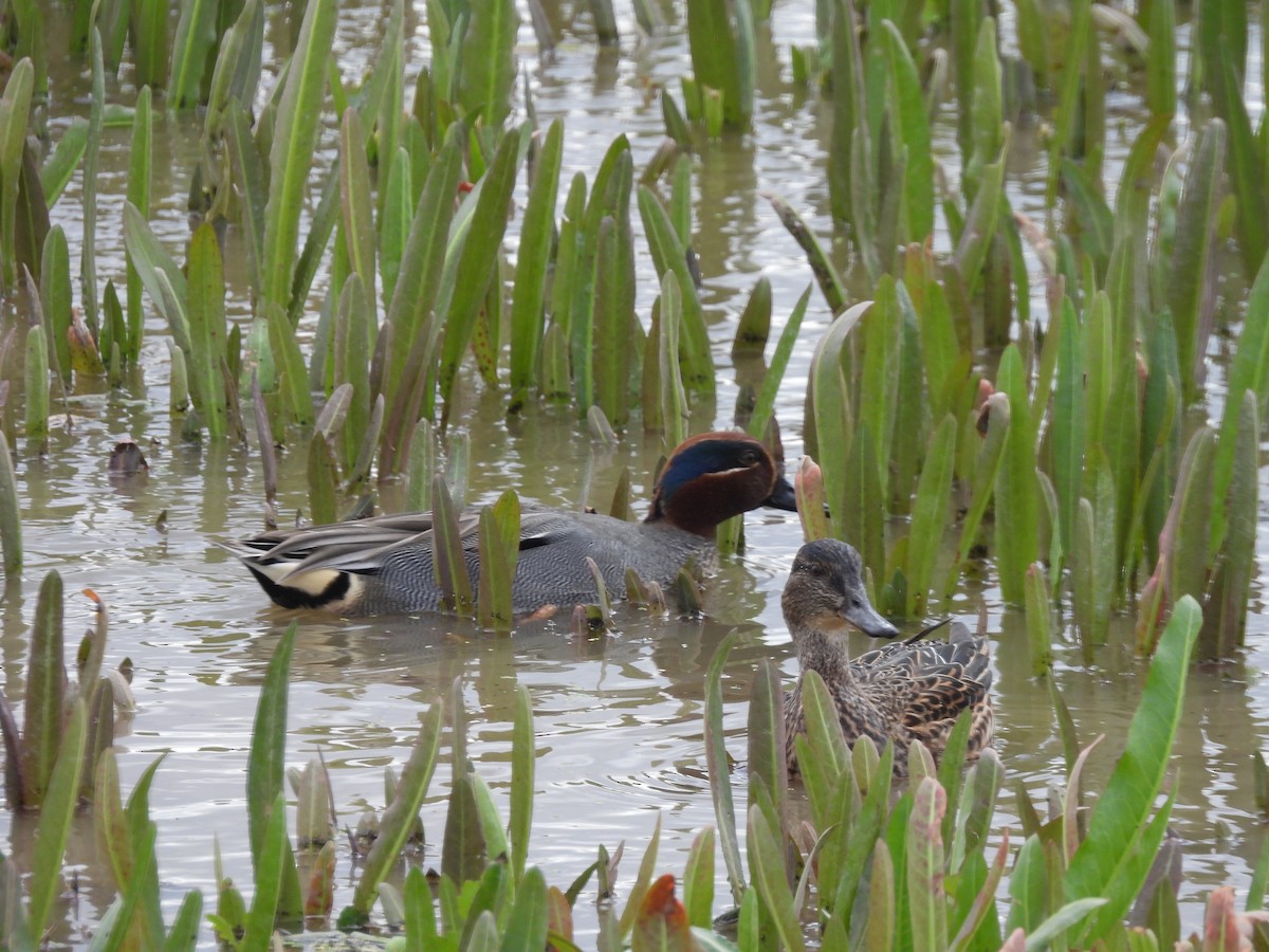Green-winged Teal - ML533678091