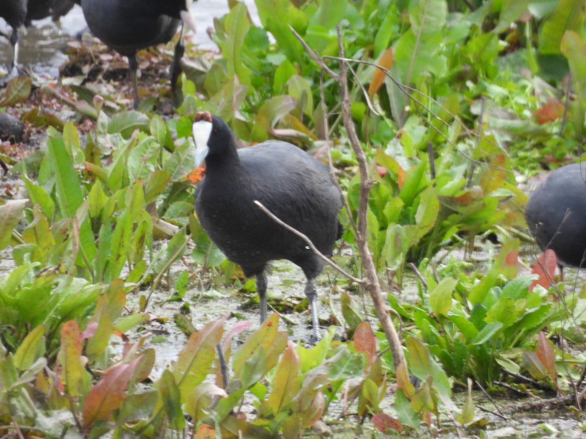 Red-knobbed Coot - ML533678331