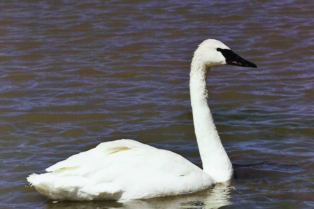 Trumpeter Swan - ML533679181