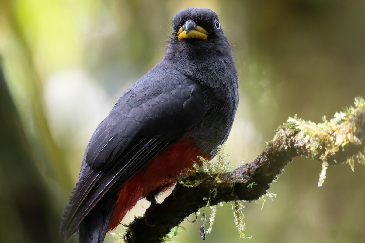 Blue-tailed Trogon - Ben  Lucking