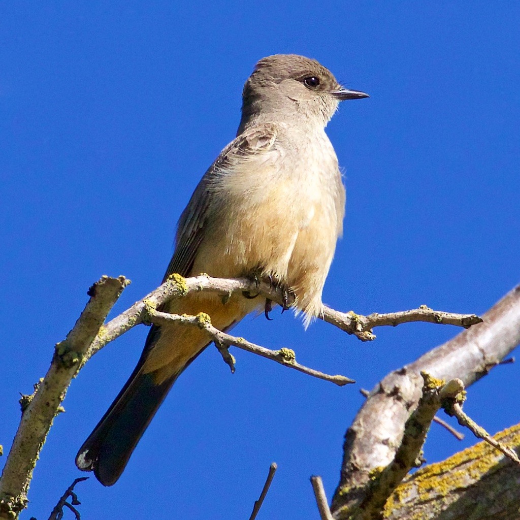 Say's Phoebe - ML53368031