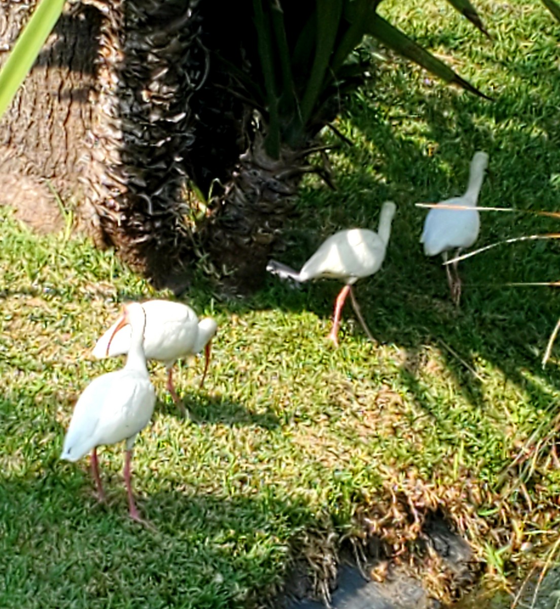 ibis bílý - ML533680681
