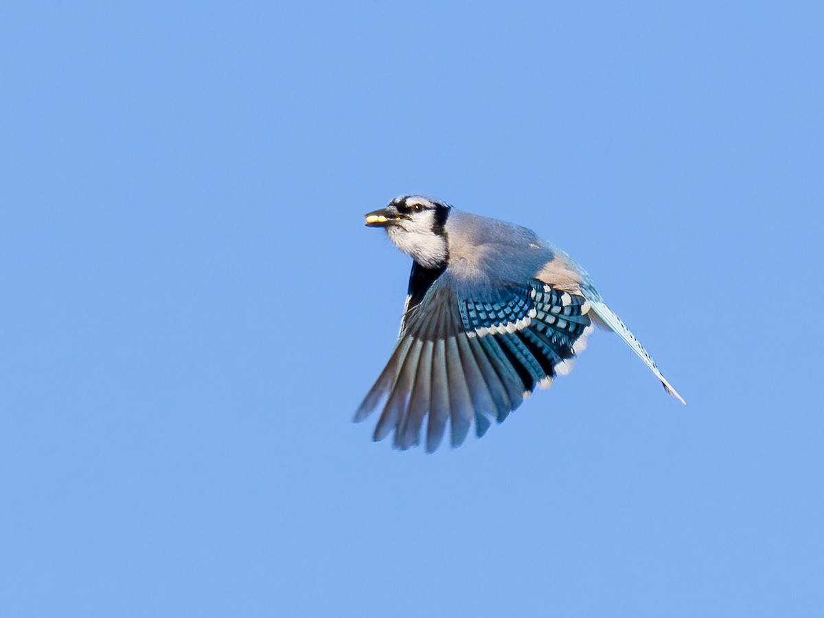 Blue Jay - ML533680951