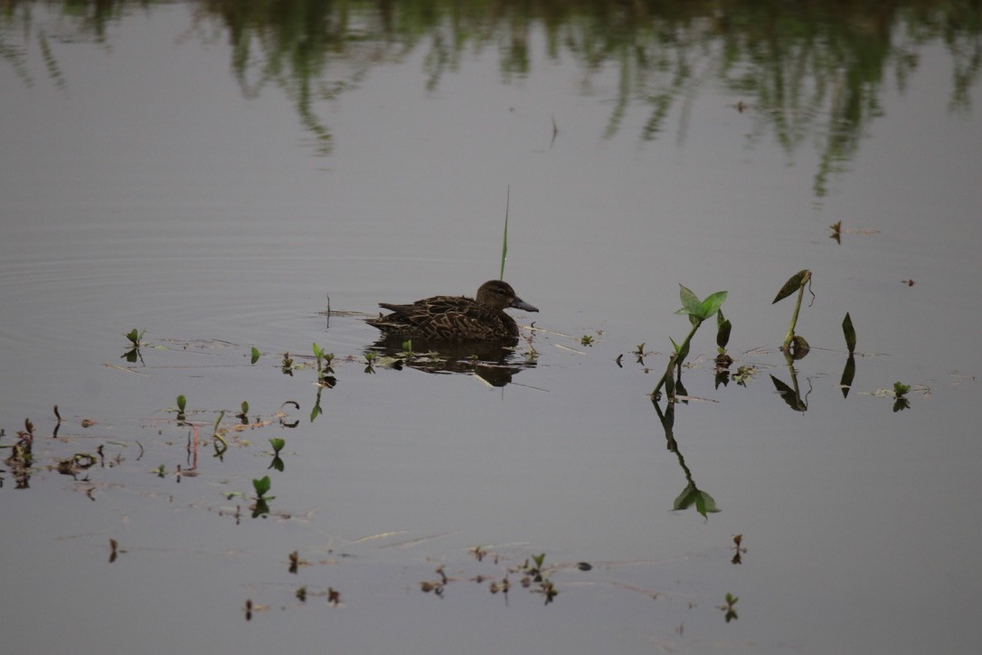 Blue-winged Teal - ML533680961