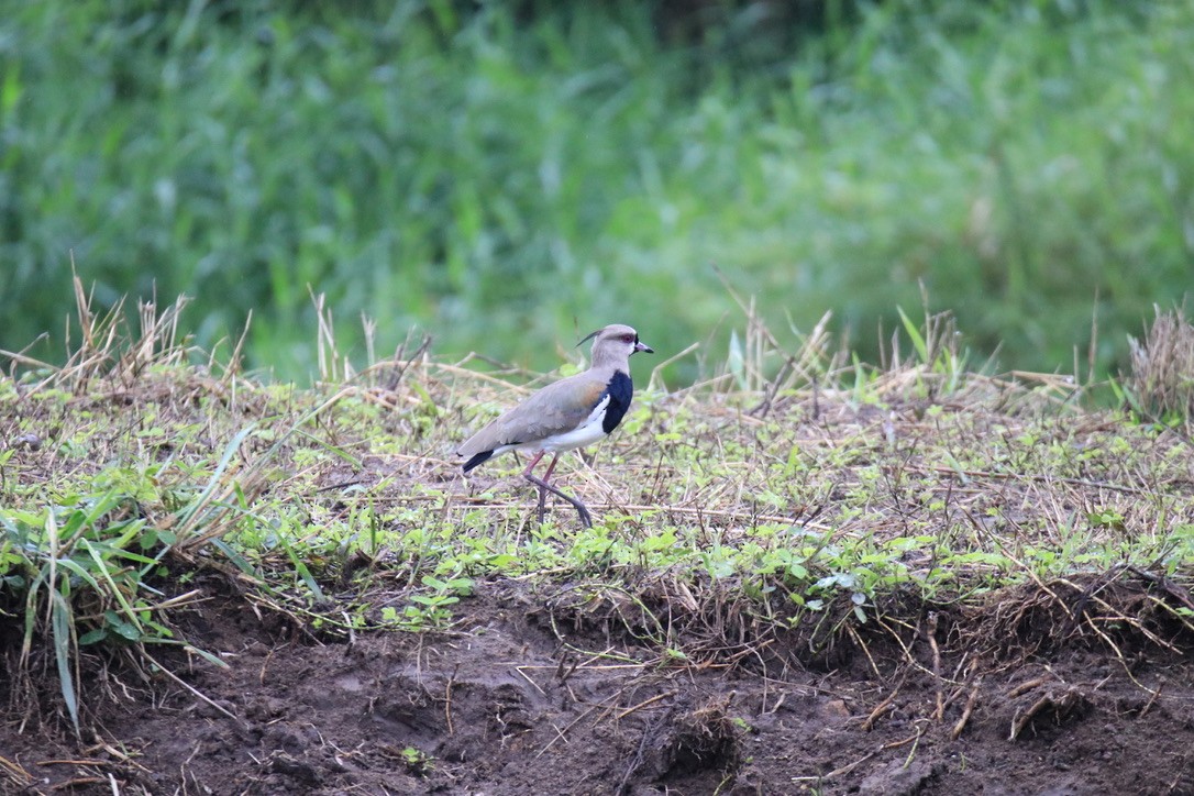 Southern Lapwing - ML533681131