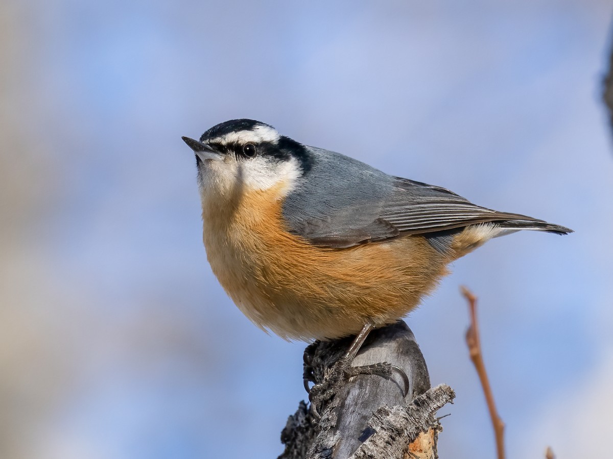 Red-breasted Nuthatch - ML533681171