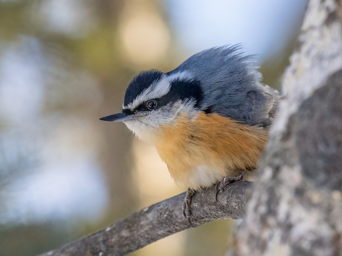 Red-breasted Nuthatch - ML533681181