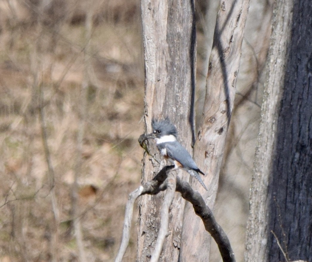 Belted Kingfisher - ML533681431