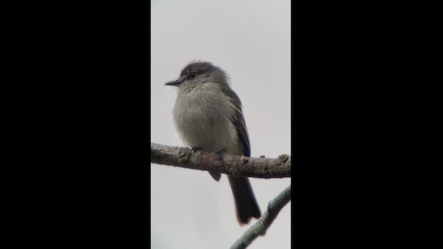 Foothill Elaenia (Antioquia) - ML533682301