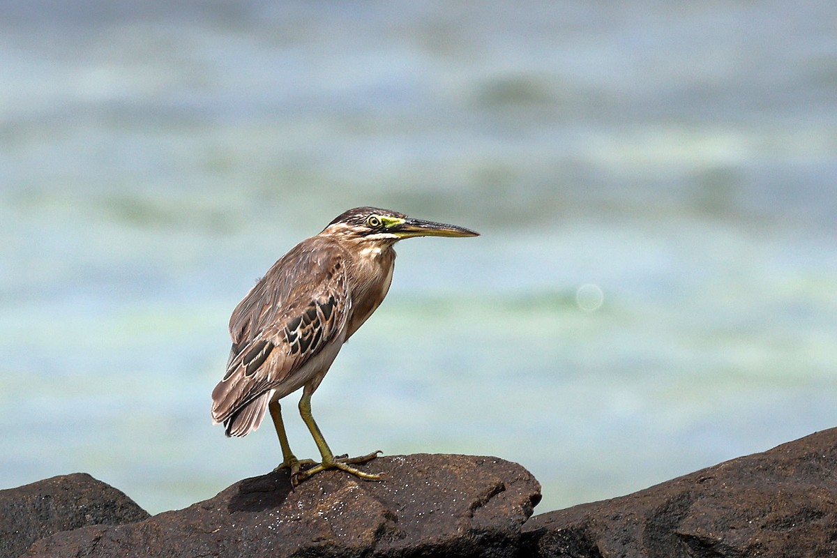 Striated Heron - ML533682631