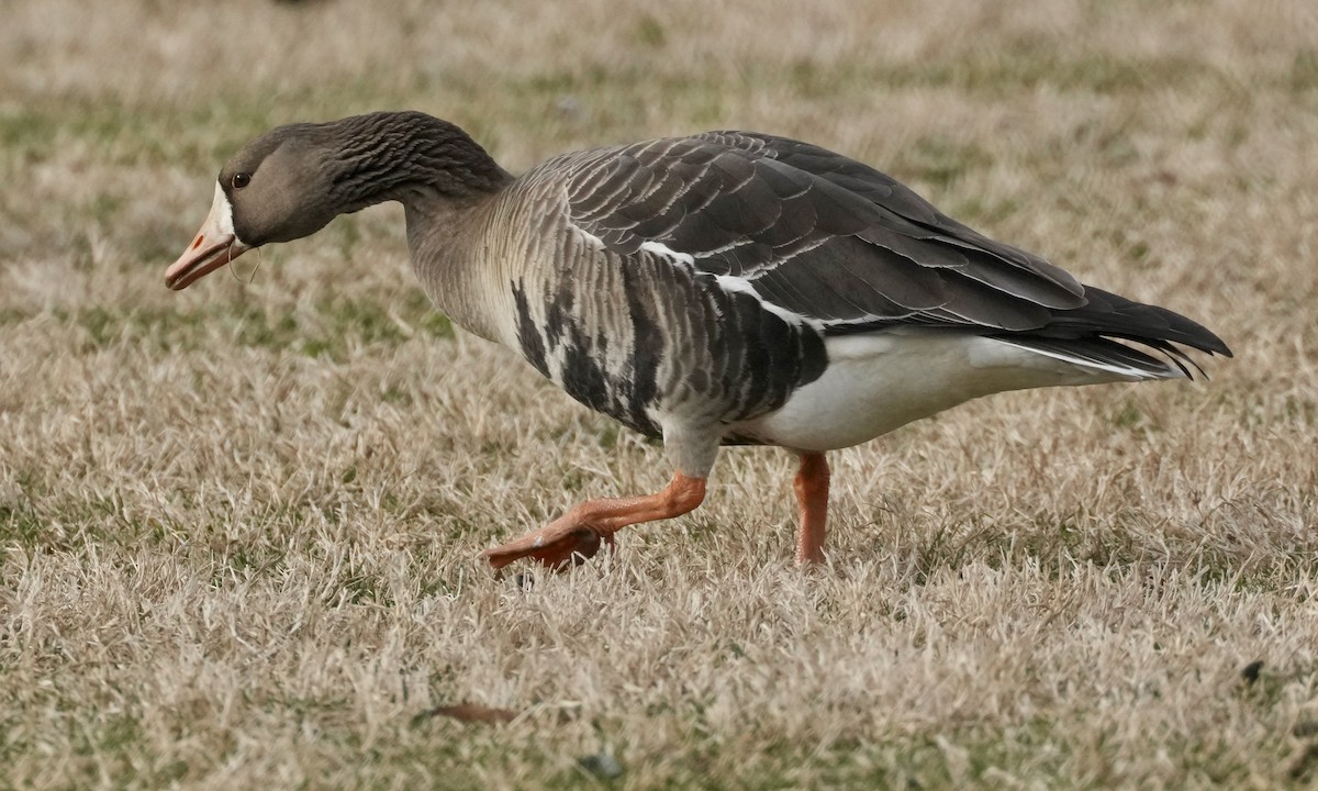 Greater White-fronted Goose - ML533682761