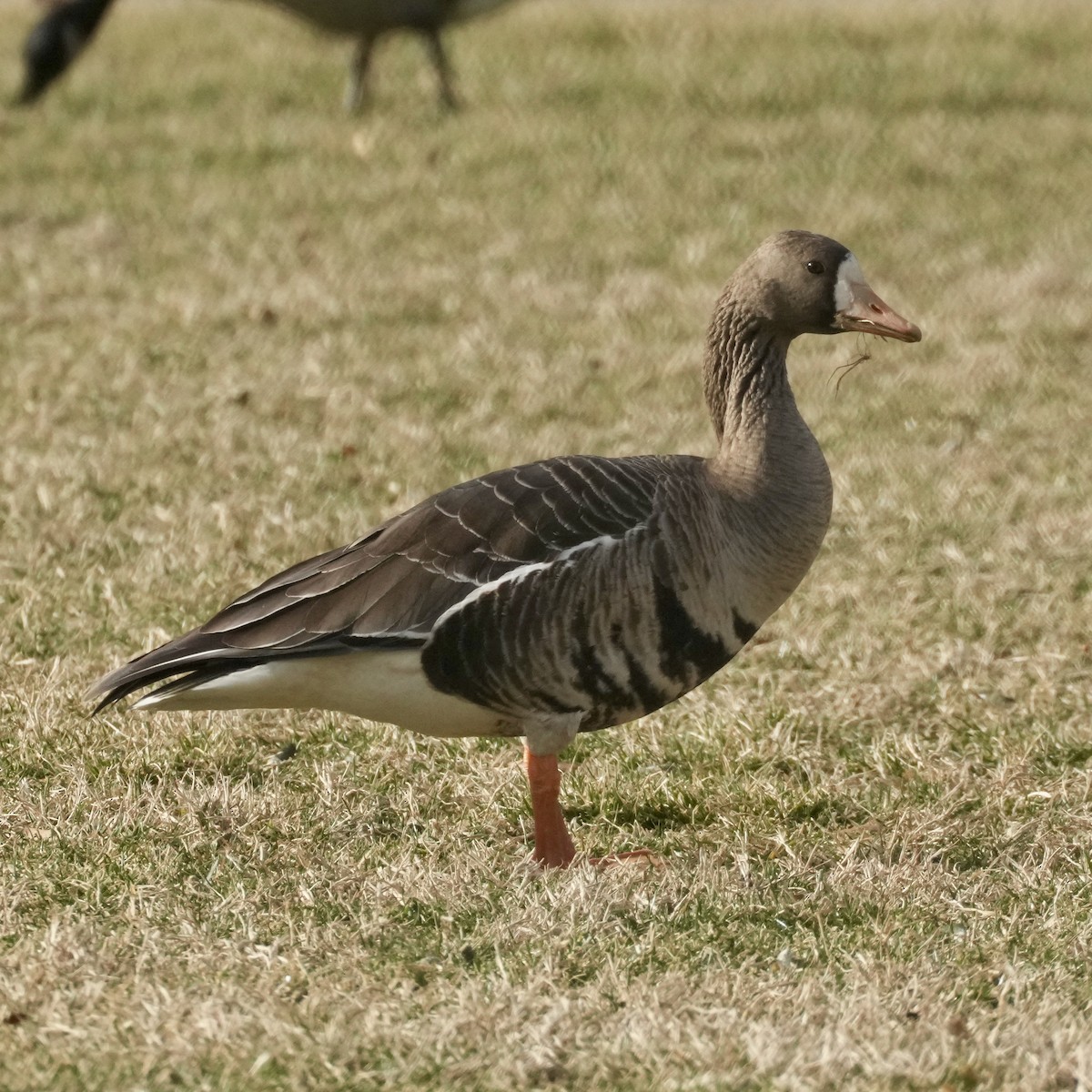 Greater White-fronted Goose - ML533682771