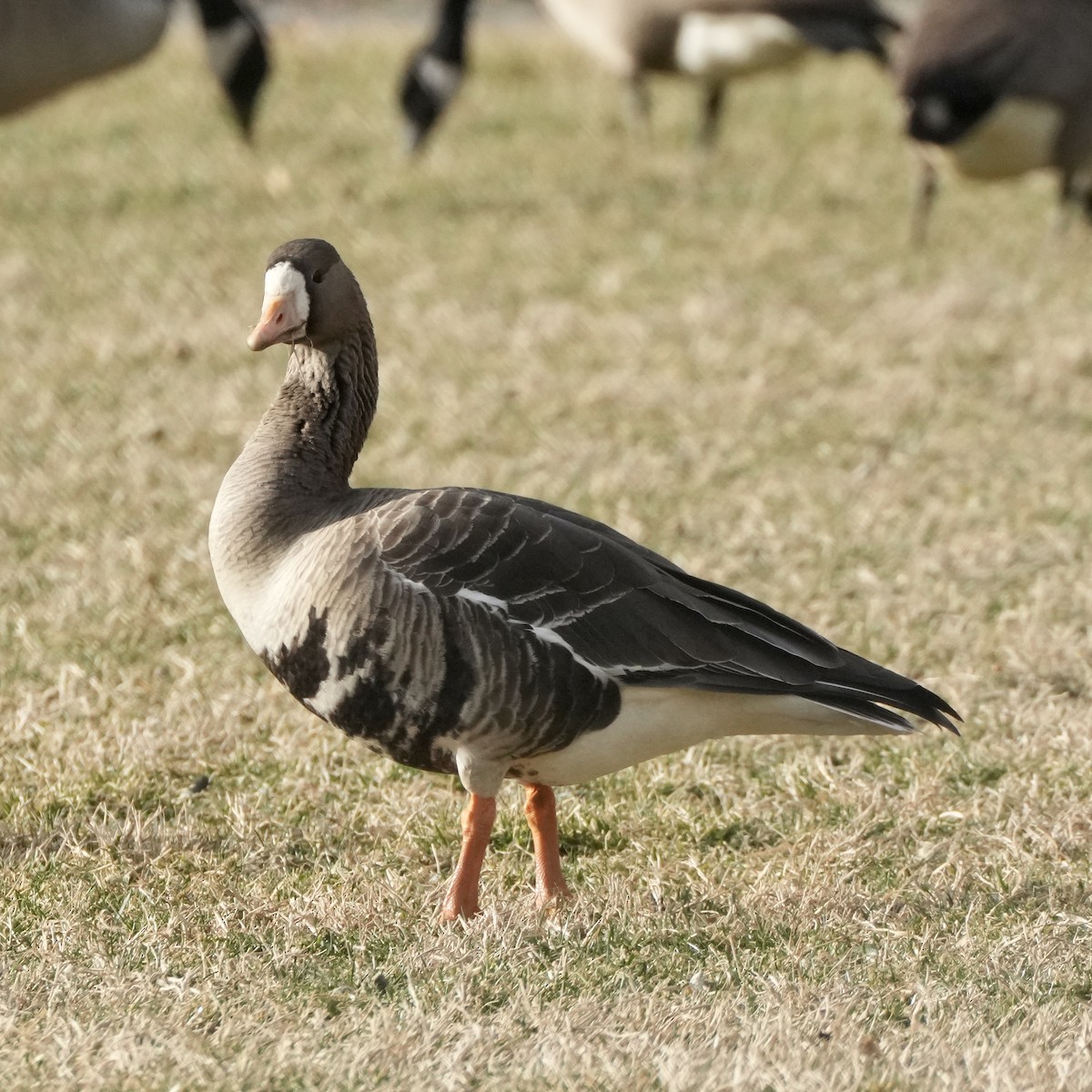 Greater White-fronted Goose - ML533682781