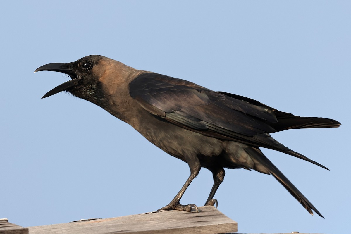 House Crow - Jarmo Komi