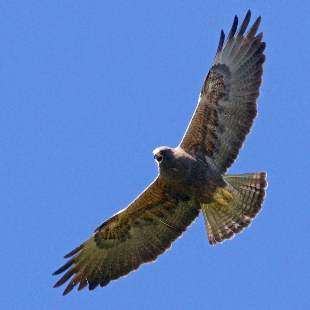 Swainson's Hawk - Ed Harper