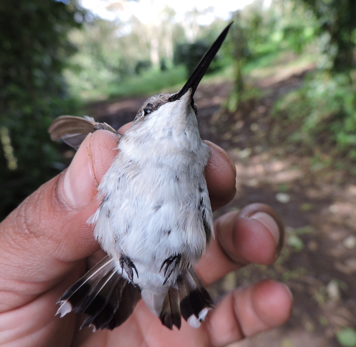 Ruby-throated Hummingbird - ML53368351