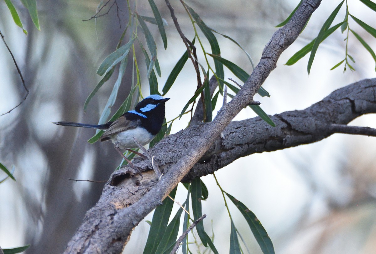 Superb Fairywren - ML533684031