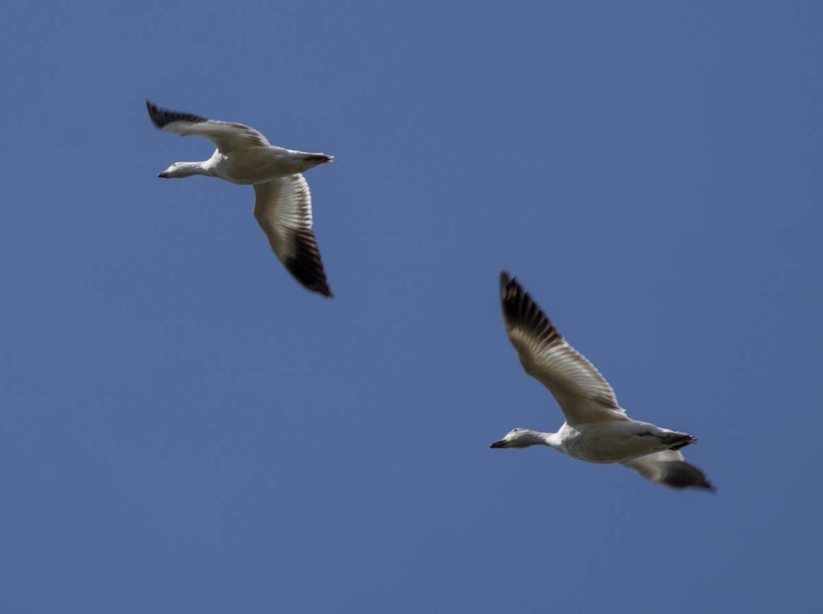Ross's Goose - ML533684351