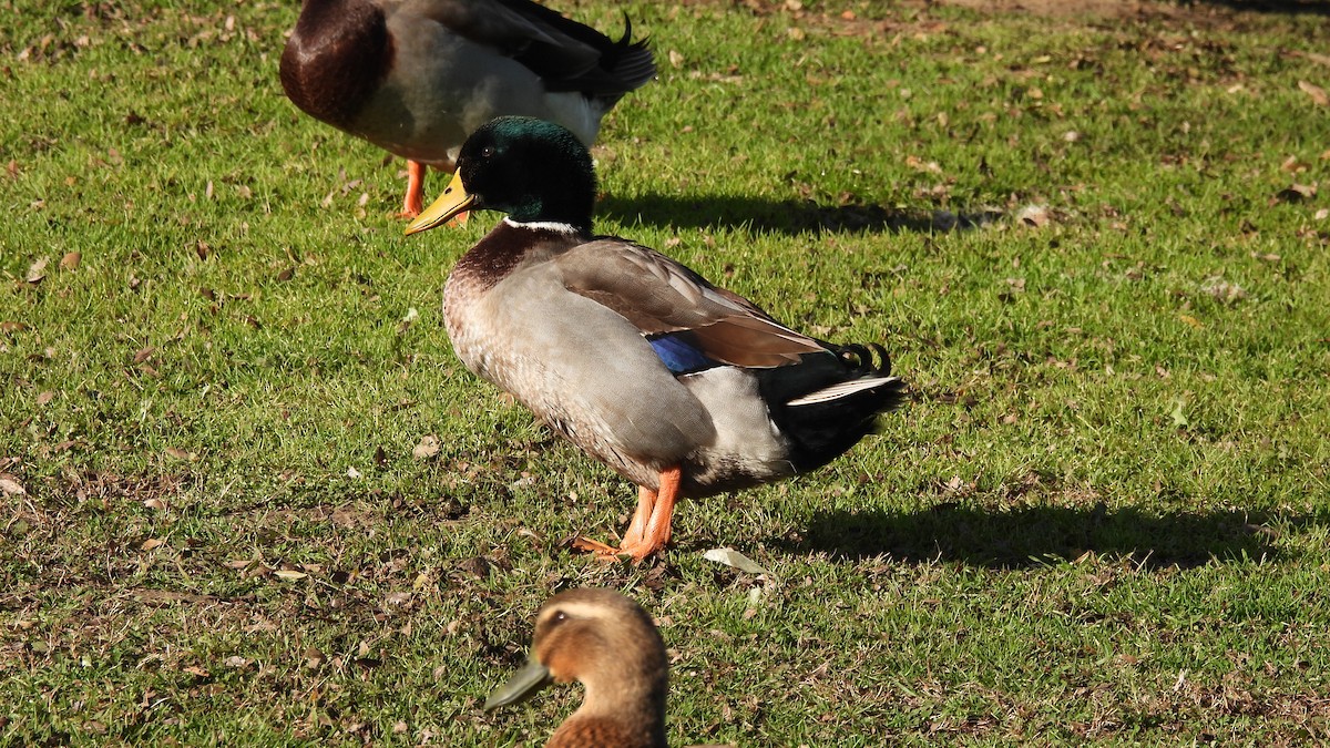 Fehlfarben-Stockente/Hausente - ML533684911