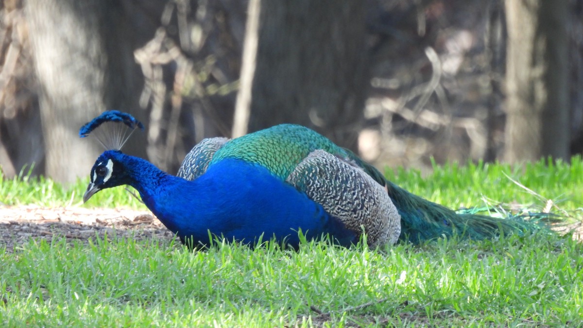 Indian Peafowl (Domestic type) - ML533685321