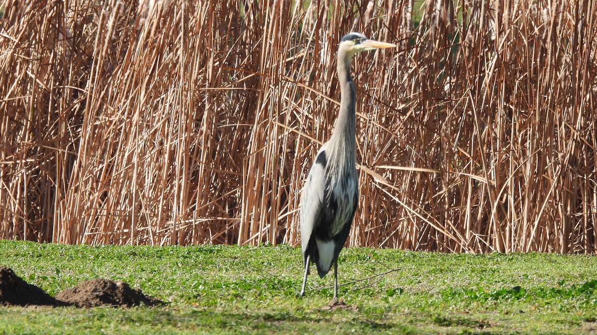 Great Blue Heron - Karen Evans