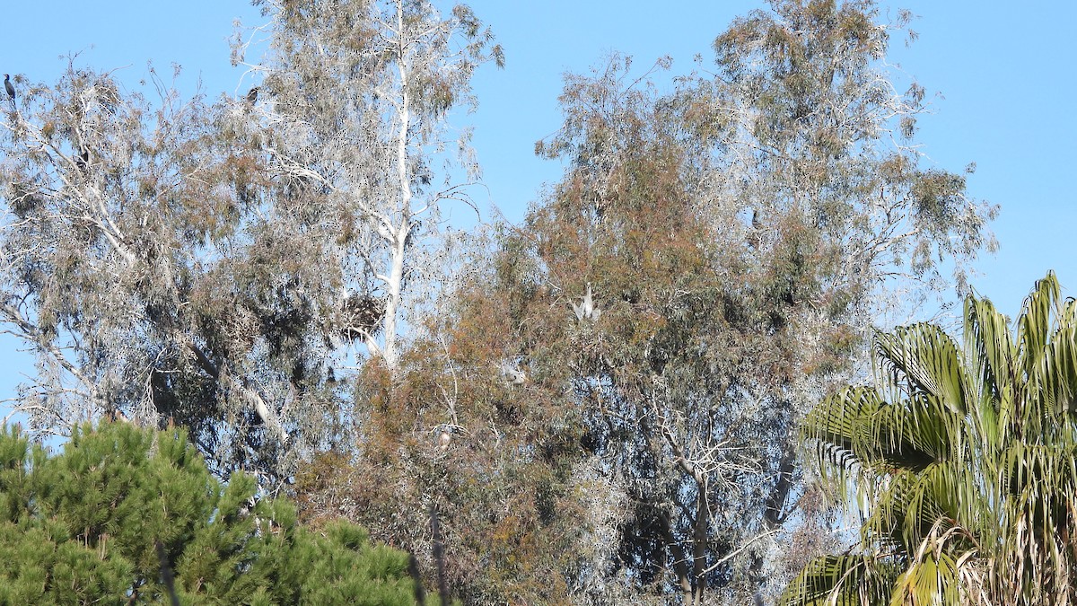 Great Blue Heron - Karen Evans