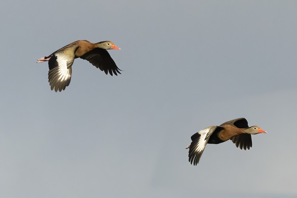 Black-bellied Whistling-Duck - ML533686281