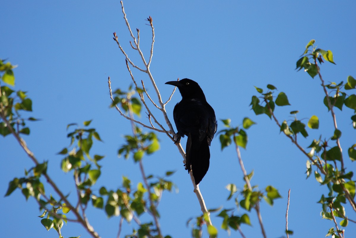 Great-tailed Grackle - Eric  Culbertson