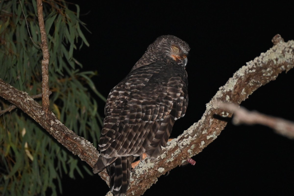 Powerful Owl - ML533687451