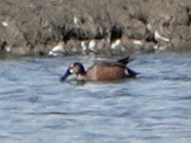 Blue-winged x Cinnamon Teal (hybrid) - ML533687861