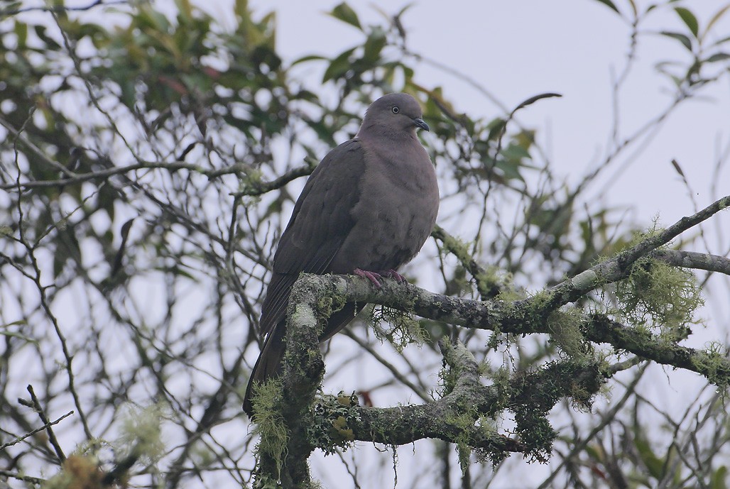 Pigeon plombé - ML533688701