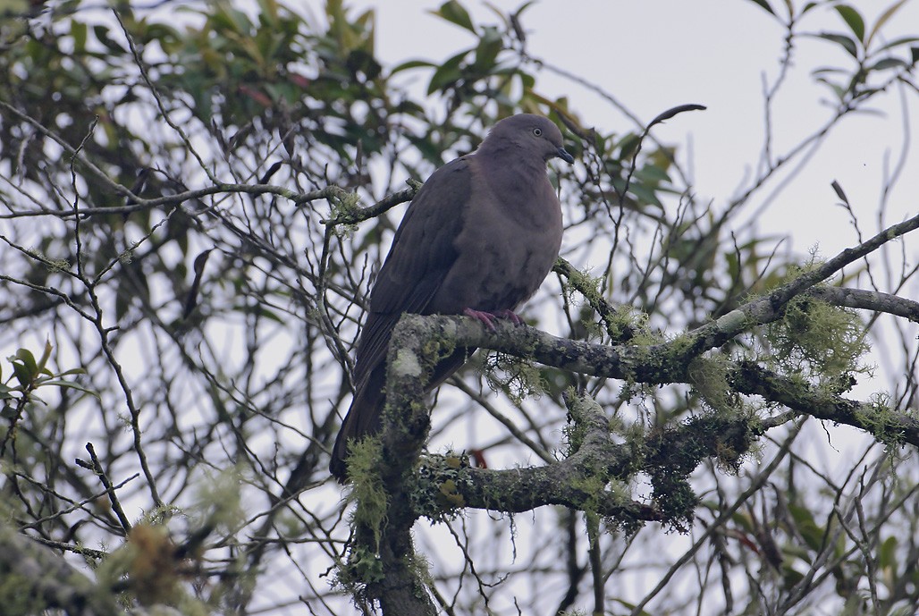 Pigeon plombé - ML533688711