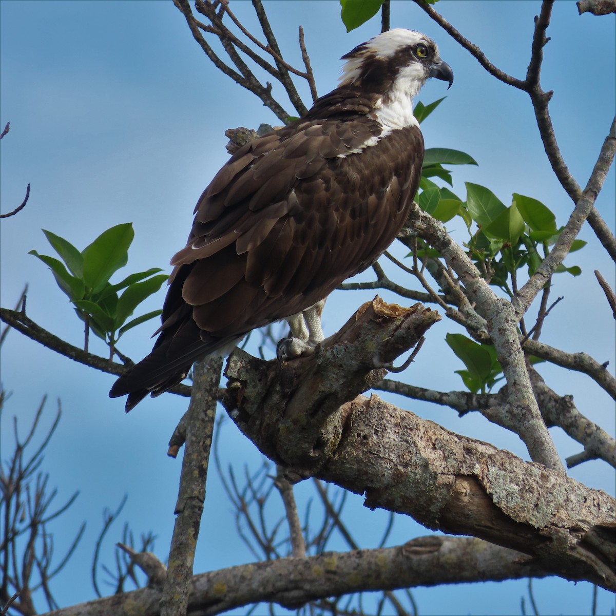 Osprey - ML533688741