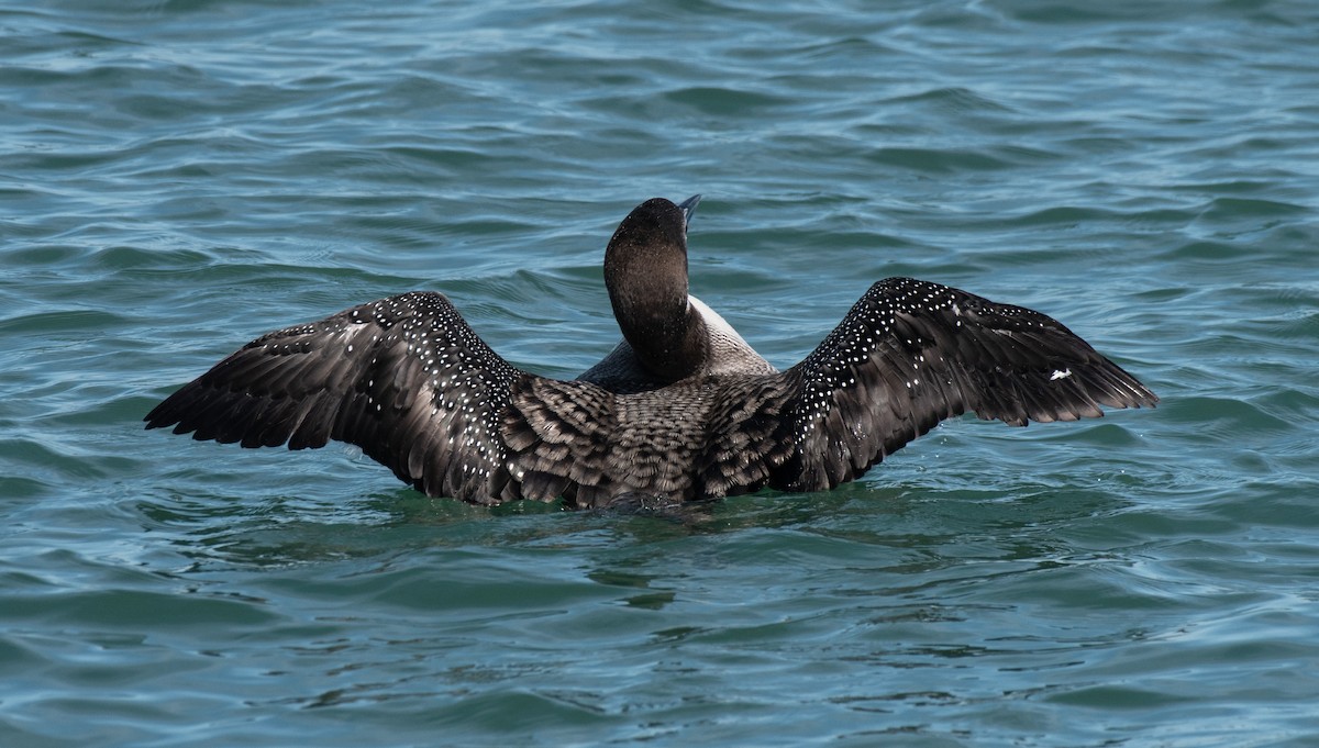 Common Loon - Alison Davies