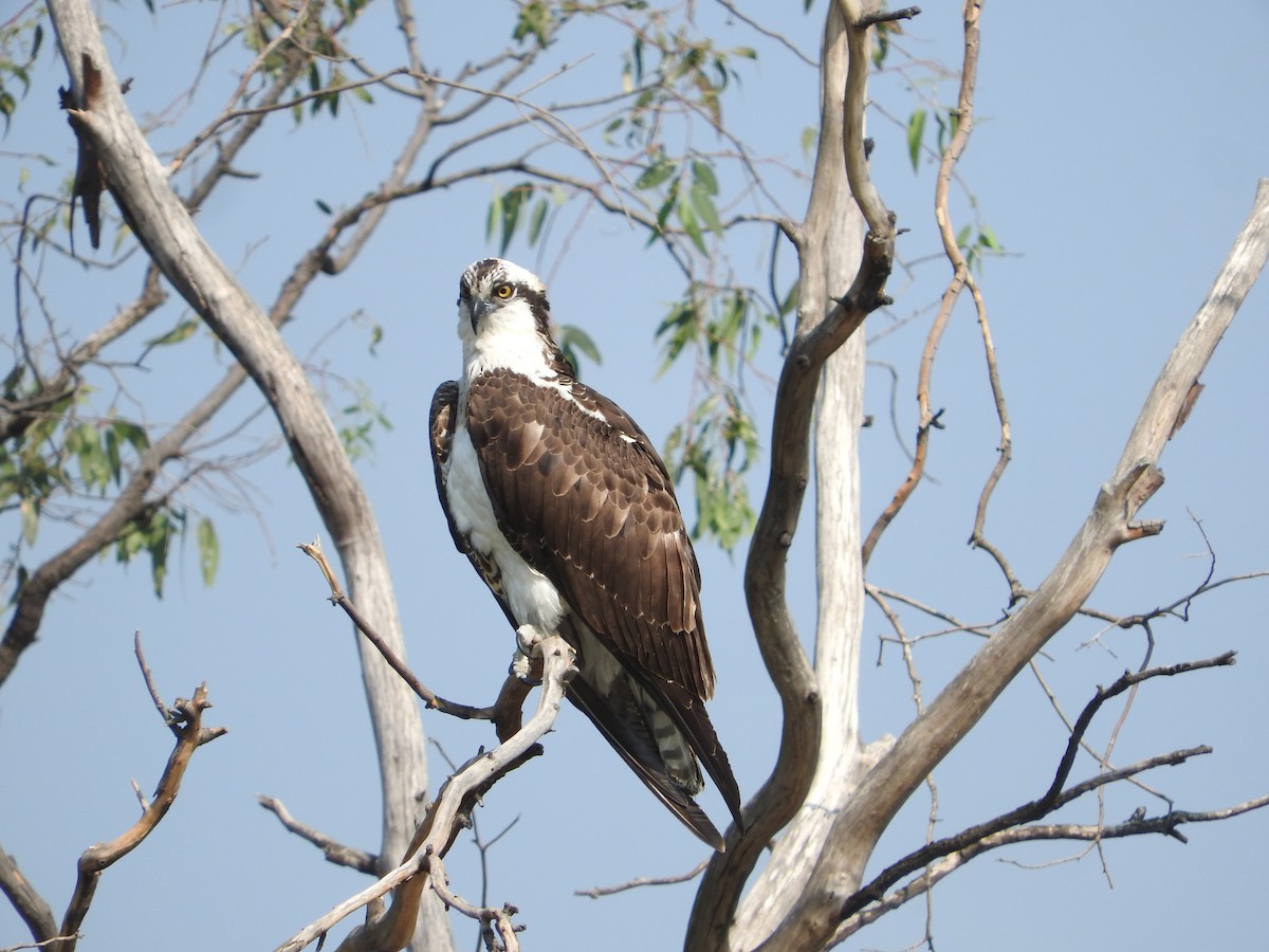 Osprey - Azucena Olvera