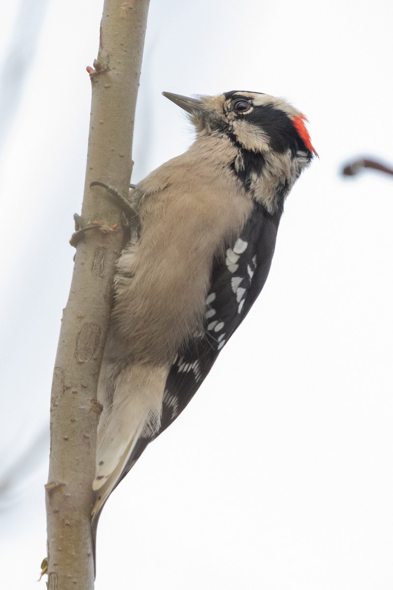Downy Woodpecker - ML533693651