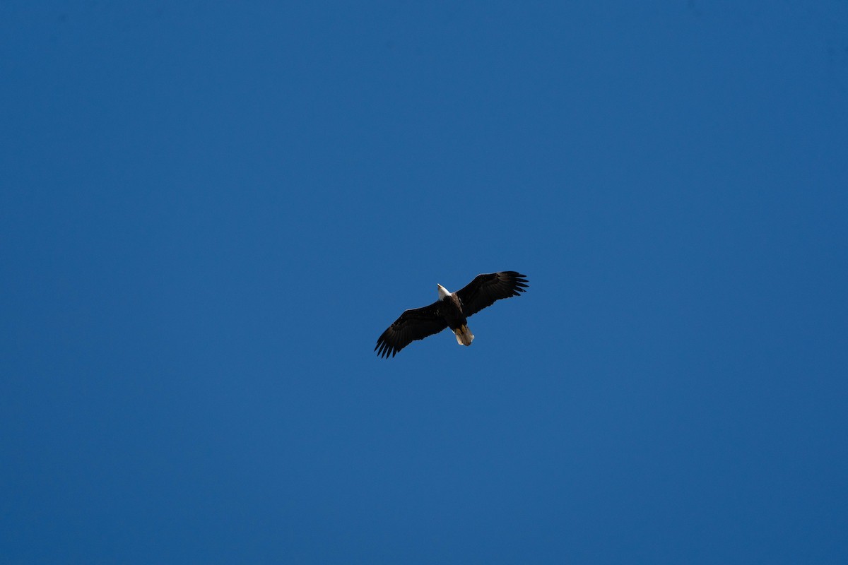 Bald Eagle - ML533694181