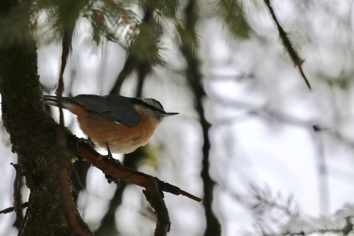 Red-breasted Nuthatch - ML533695931